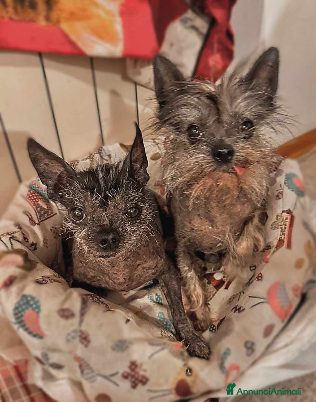 Altre razze cani in regalo: LAMPONE & MIRTILLO, mini CANI NUDI CINESI fifoni! a Città Metropolitana di Firenze - Immagine 1