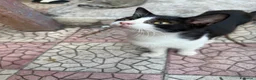 Meticcio gatti in regalo: Gattini cercano casa a Città metropolitana di Catania - Annuncio 10