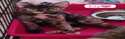 Meticcio gatti in regalo: Gattini adorabili in cerca di casa  a Città metropolitana di Milano - Annuncio 8
