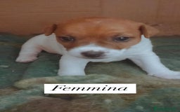 Jack Russell cani in vendita: Cedesi cuccioli di Jack Russell Terrier  a Città Metropolitana di Torino - Immagine 5