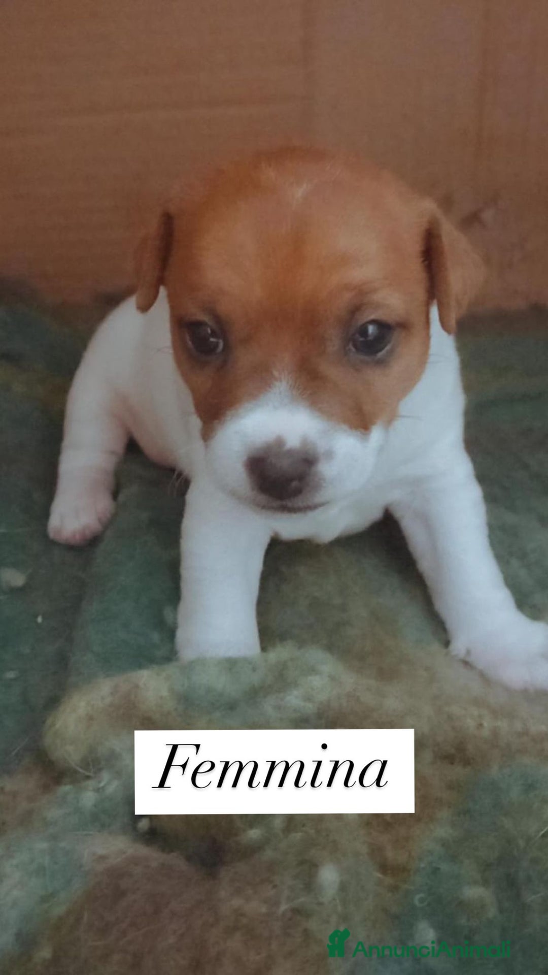 Jack Russell cani in vendita: Cedesi cuccioli di Jack Russell Terrier  a Città Metropolitana di Torino - Immagine 5