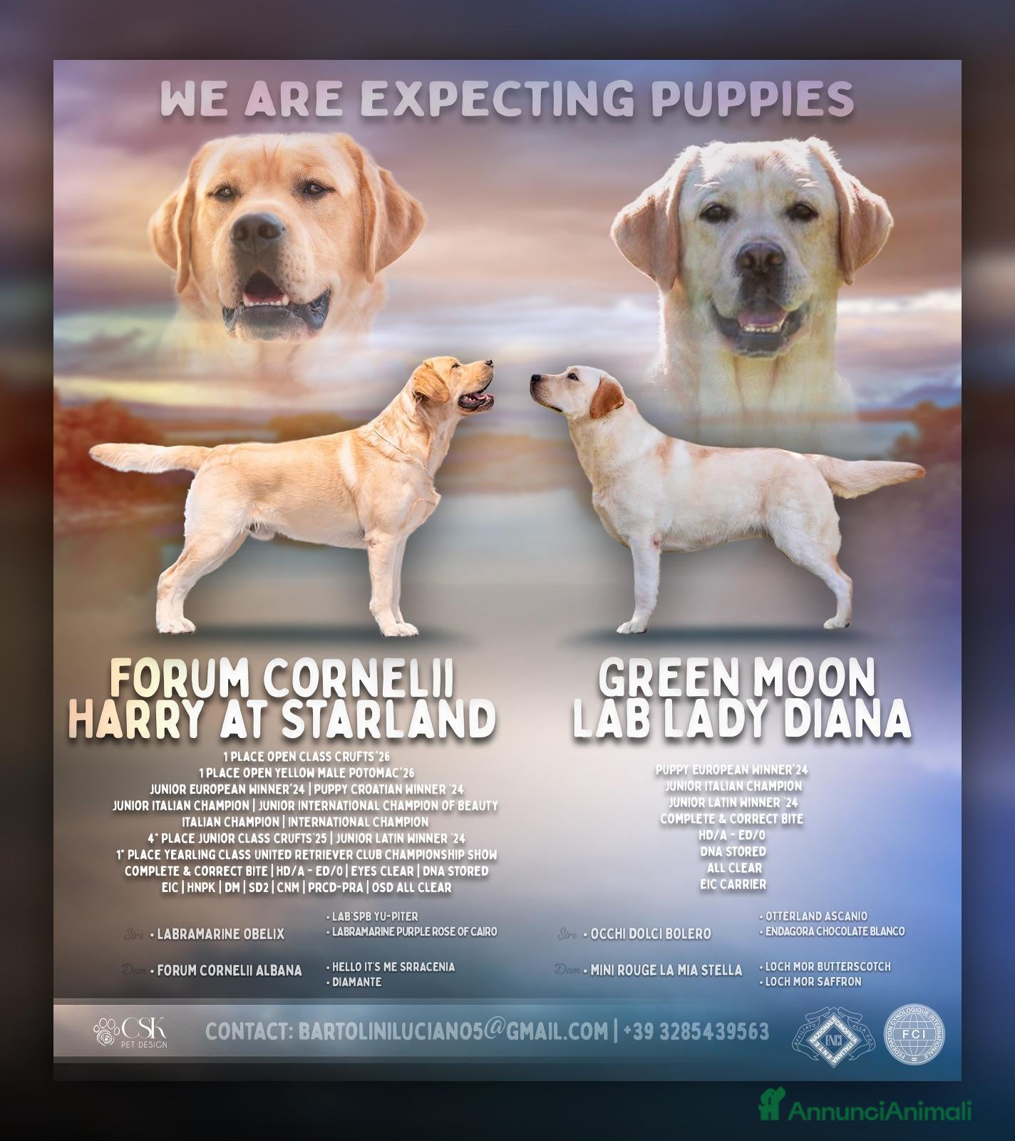 Labrador cani Cuccioli di Labrador alta genealogia - Annuncio 1