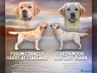 Labrador cani Cuccioli di Labrador alta genealogia - Annuncio 2