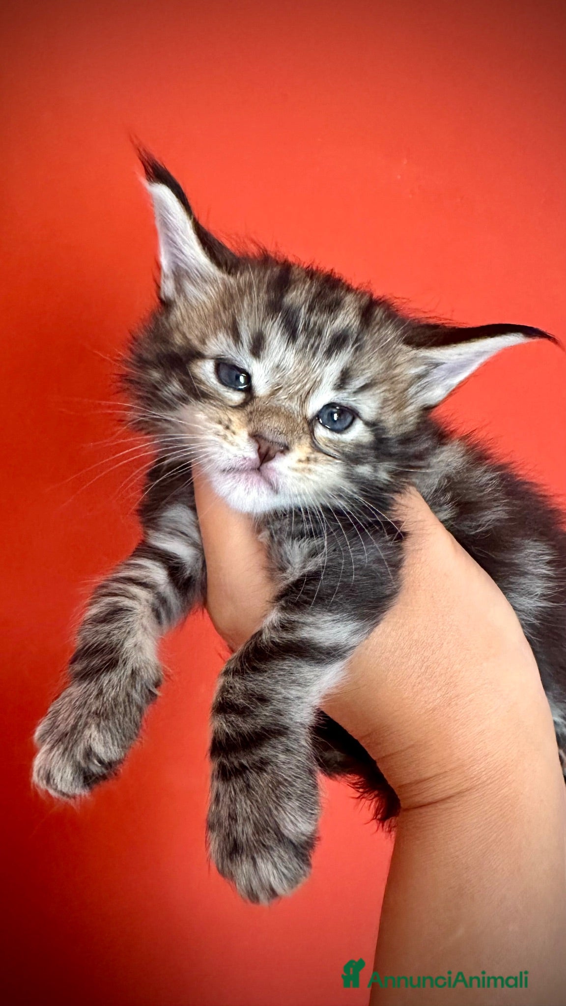 Maine Coon gatti Bella cucciolina dal Mainemarie  - Annuncio 1