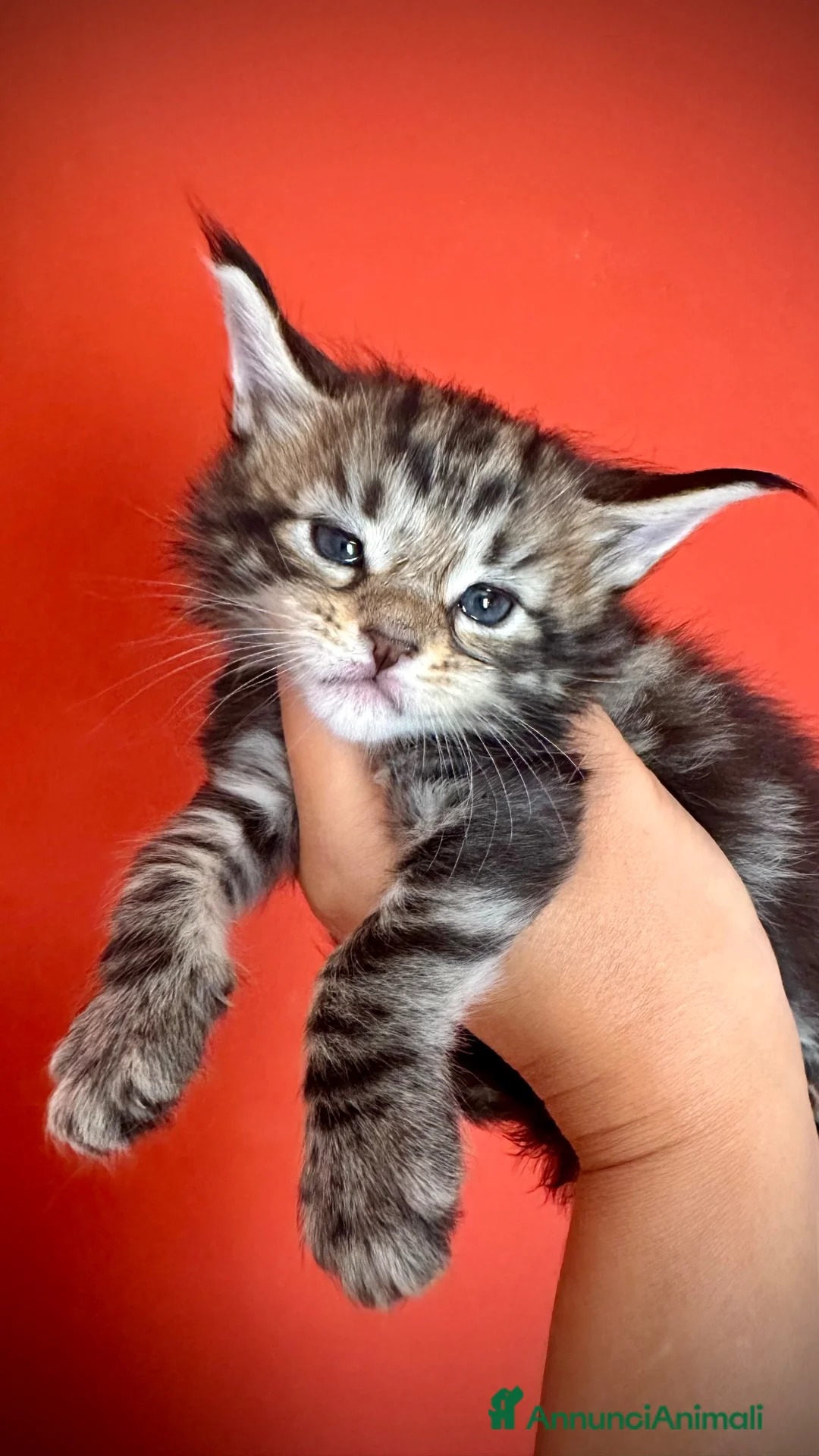 Maine Coon gatti in vendita: Bella cucciolina dal Mainemarie  - Annuncio 1
