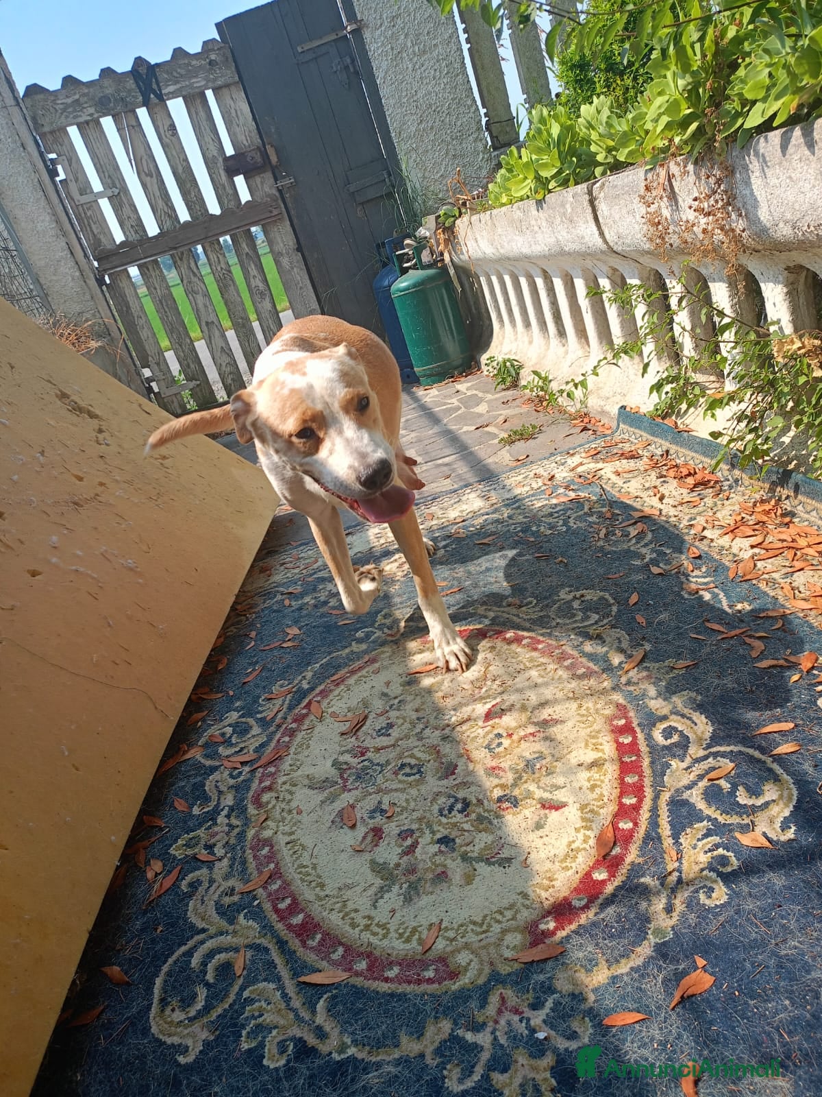 Meticcio cani Le due sorelline del cuore cercano una casa! - Annuncio 1