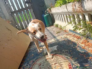 Meticcio cani Le due sorelline del cuore cercano una casa! - Annuncio 1