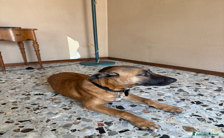 Altre razze cani a Provincia di Novara - Annuncio 3