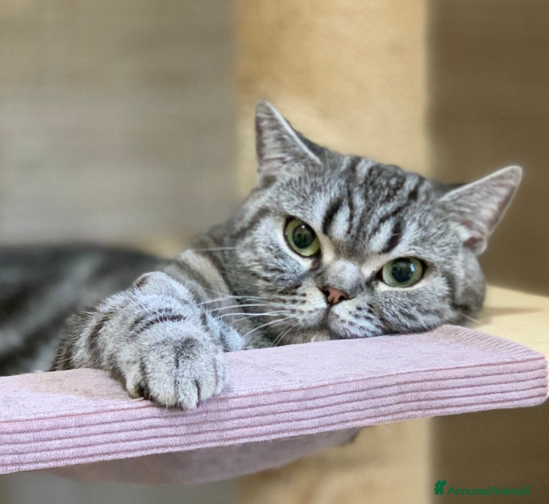 British gatti in vendita: British shorthair black silver tabby blotched  - Annuncio 2