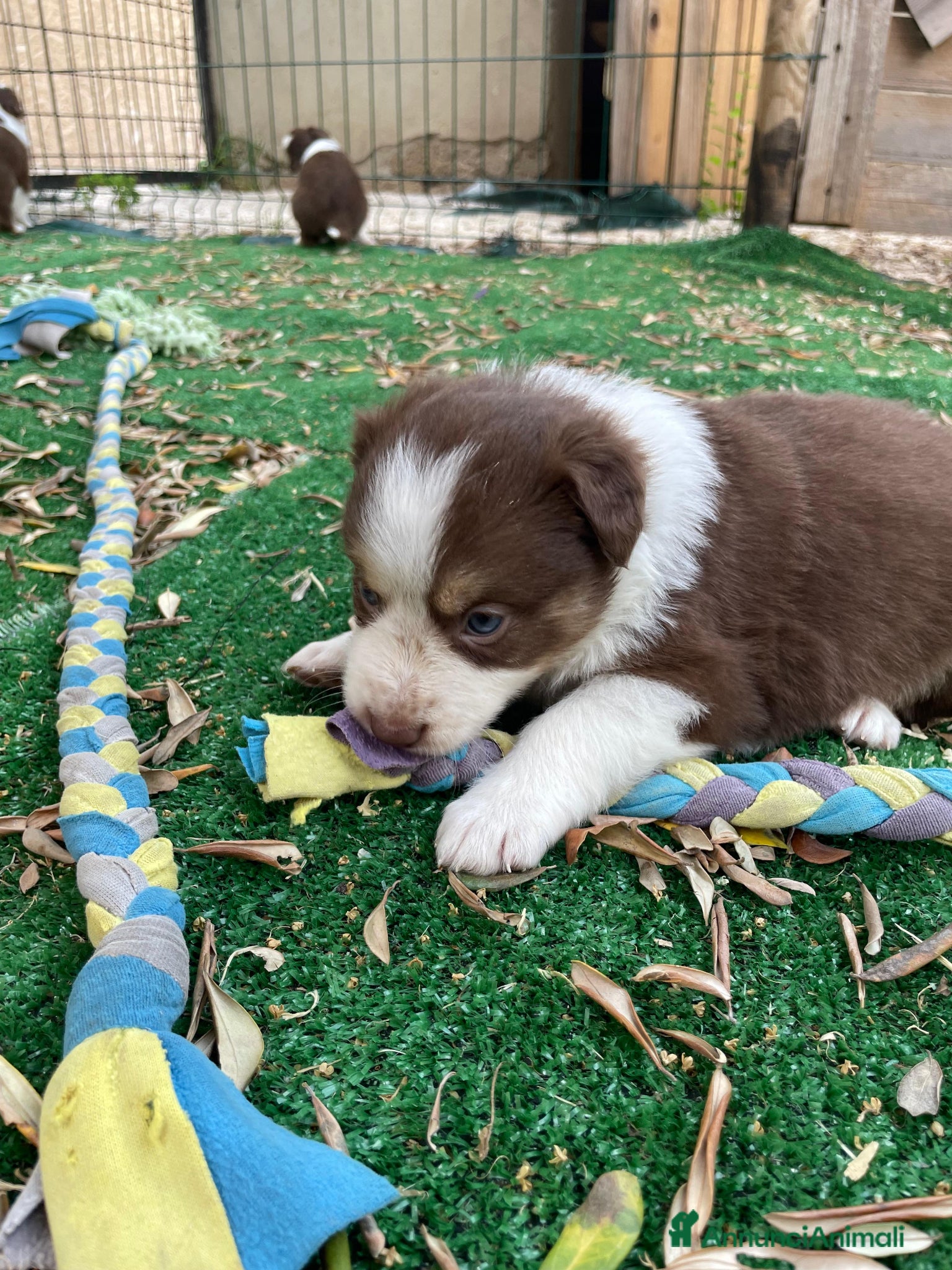 Border Collie cani in vendita: Cuccioli di border collie  a Provincia di Perugia - Annuncio 5