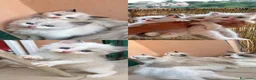Ragdoll gatti in vendita: Gattini Ragdoll - Annuncio 2