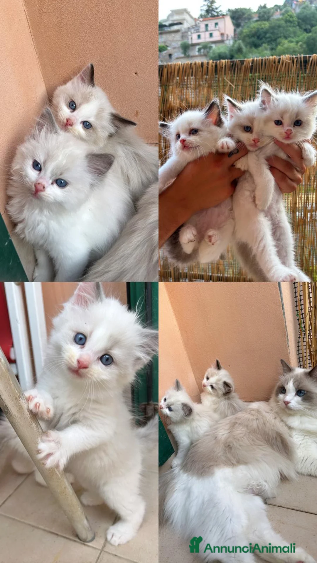 Ragdoll gatti in vendita: Gattini Ragdoll - Annuncio 2