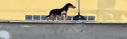Meticcio cani in vendita: Cuccioli Pincher chihuahua  - Annuncio 4