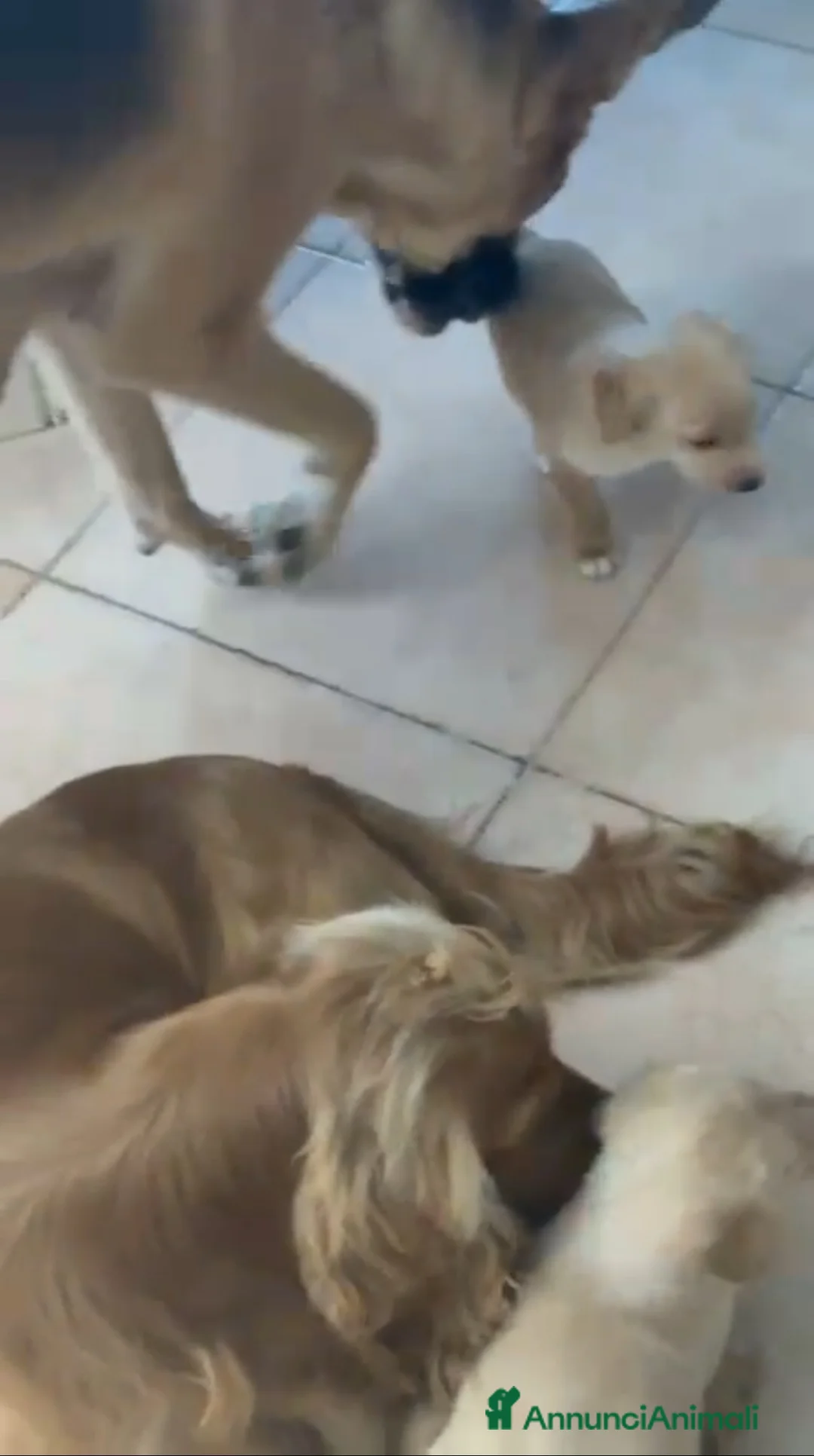 Meticcio cani in regalo: splendidi cuccioli cercano casa... - Annuncio 2