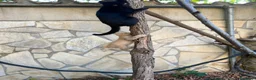 Altre razze gatti in regalo:  gattino nero cerca casa 🖤 - Annuncio 13