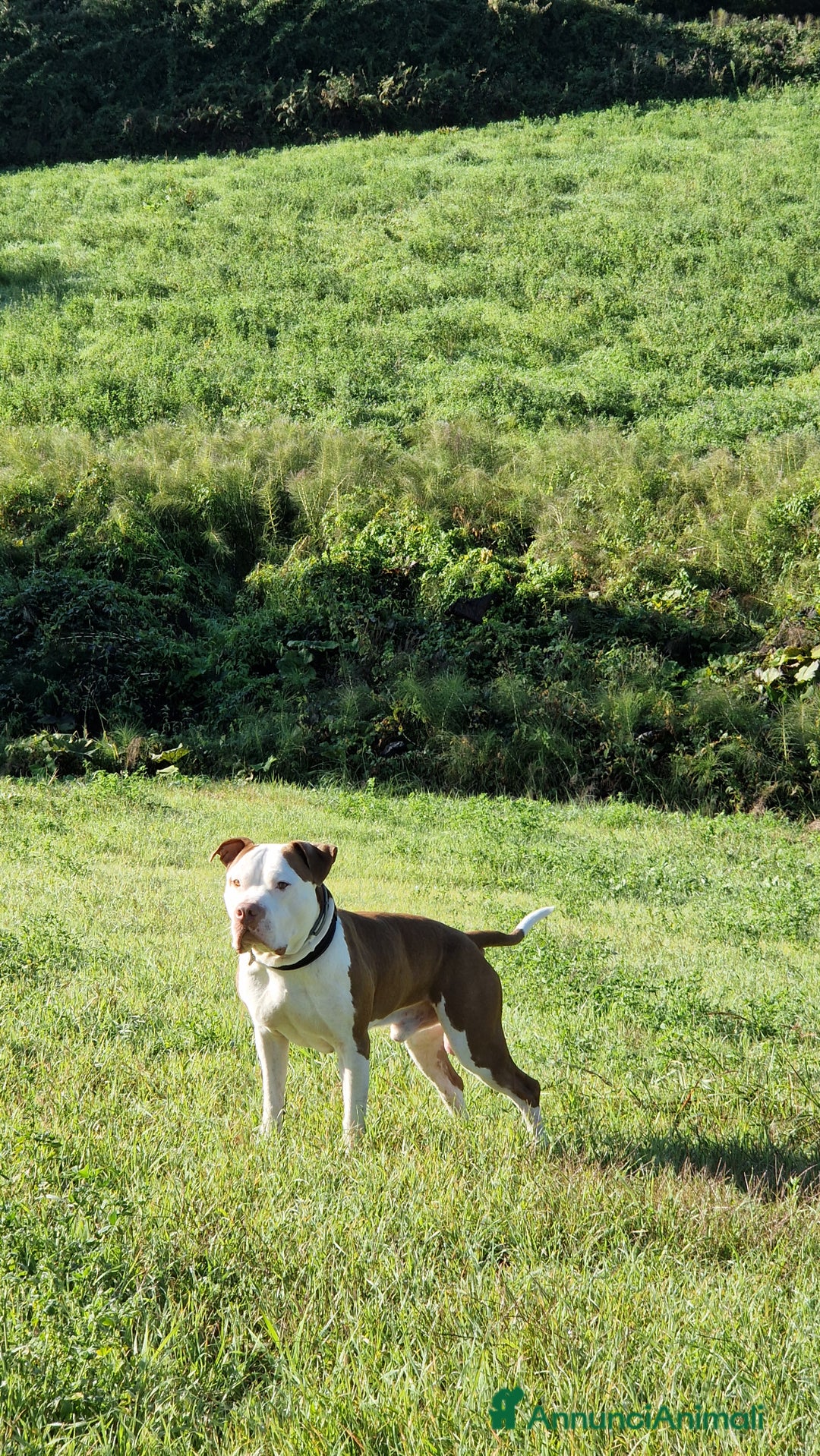 Pitbull cani per accoppiamento: Pitbull americano per coppiare. - Annuncio 1