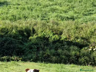 Pitbull cani Pitbull americano per coppiare. - Annuncio 14