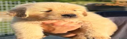 Golden Retriever cani in vendita: Golden Retriever  - Annuncio 3