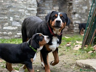 Grande Bovaro Svizzero cani Disponibili cuccioli di grande bovaro svizzero - Annuncio 1