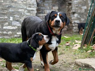 Grande Bovaro Svizzero cani Disponibili cuccioli di grande bovaro svizzero - Annuncio 15
