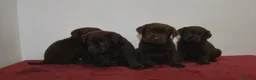 Labrador cani in vendita: Cuccioli labrador  - Annuncio 5