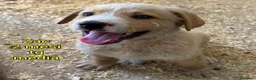 Meticcio cani in regalo: CUCCIOLI IN CERCA D'AMORE  a Provincia di Prato - Annuncio 5