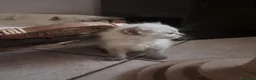 Siberiano gatti in vendita: Gatti siberiani neva masquerade  - Annuncio 6