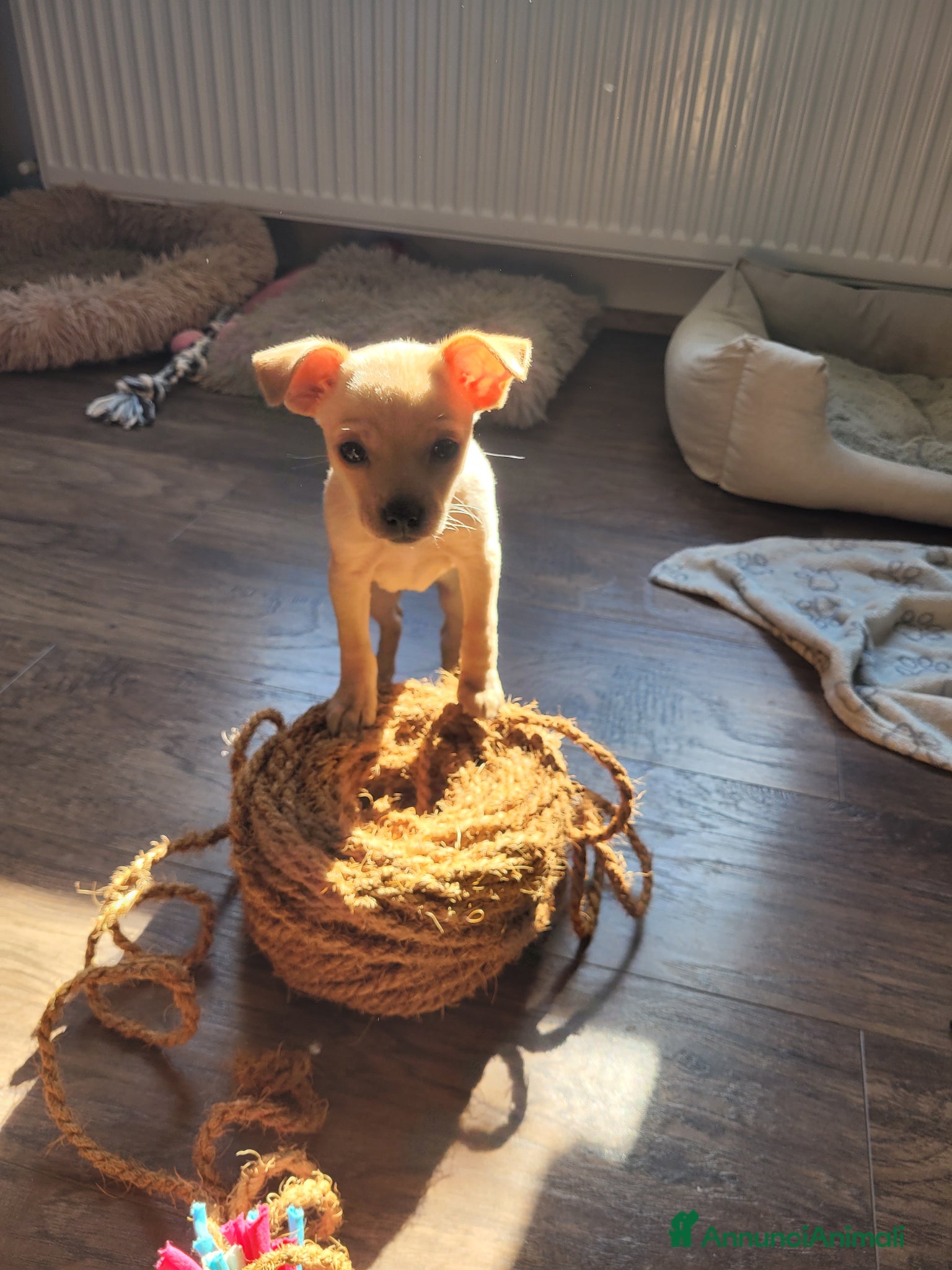 Russkiy Toy cani in vendita: russkiy toy in vendita - Annuncio 3