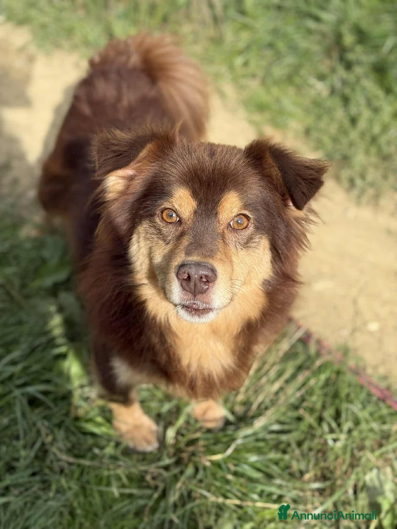 Meticcio cani CHILI, pelosone TAGLIA PICCOLA! - Annuncio 2