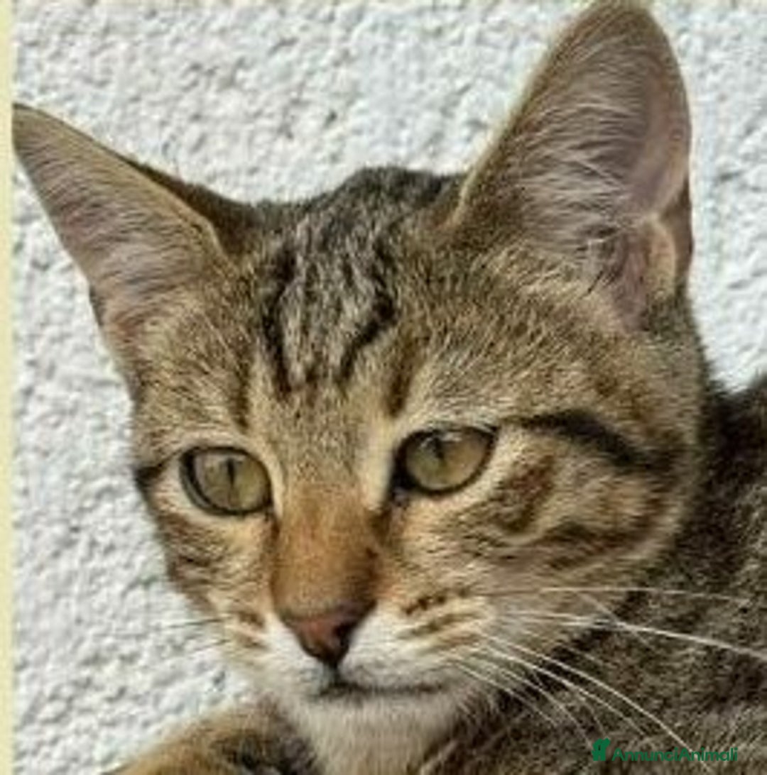 Europeo gatti in regalo: JIMMY, adorabile gattino in adozione! - Annuncio 5