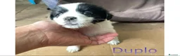 Meticcio cani in regalo: KINDER DUPLO MENTINA E NOCCIOLINA a Città metropolitana di Roma Capitale - Annuncio 16