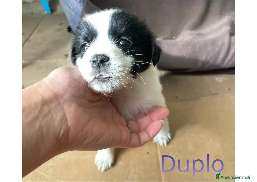 Meticcio cani in regalo: KINDER DUPLO MENTINA E NOCCIOLINA a Città metropolitana di Roma Capitale - Annuncio 16