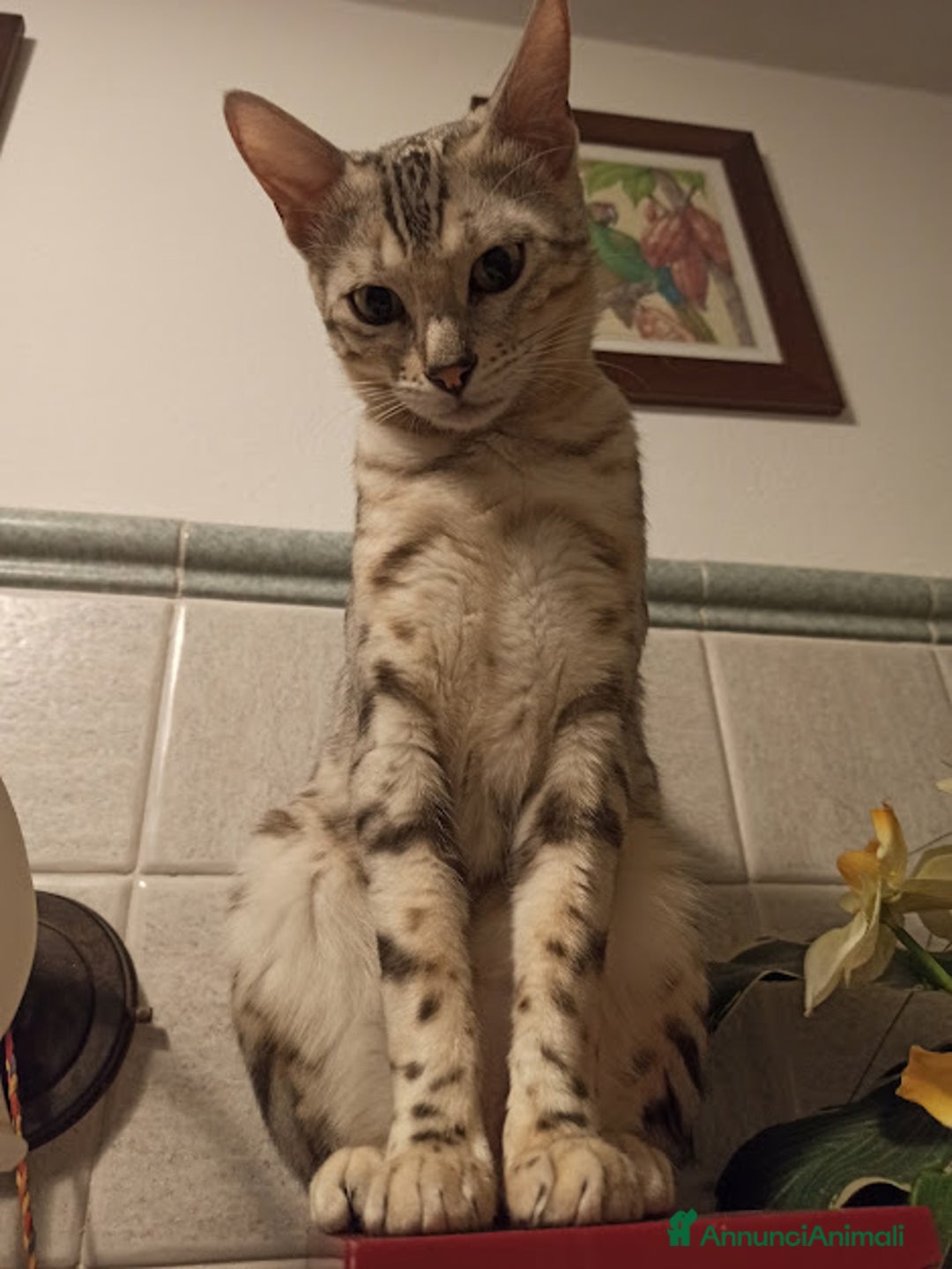 Immagine della galleria {{count}}