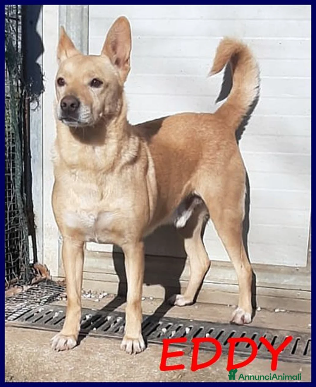 Meticcio cani in regalo: EDDY buono e tranquillo - Annuncio 2