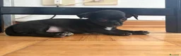 Chihuahua cani in vendita: Cucciola di Chihuahua femmina - Annuncio 6