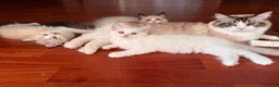 Ragdoll gatti in vendita: Cuccioli Ragdoll Udine - Annuncio 8