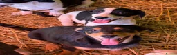 Meticcio cani in regalo: FELIX, il più simpatico del rifugio! TG PICCOLA - Annuncio 5