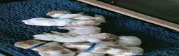 Breton cani in vendita: Ciccioli di Epagneul Breton a Provincia di Novara - Annuncio 6