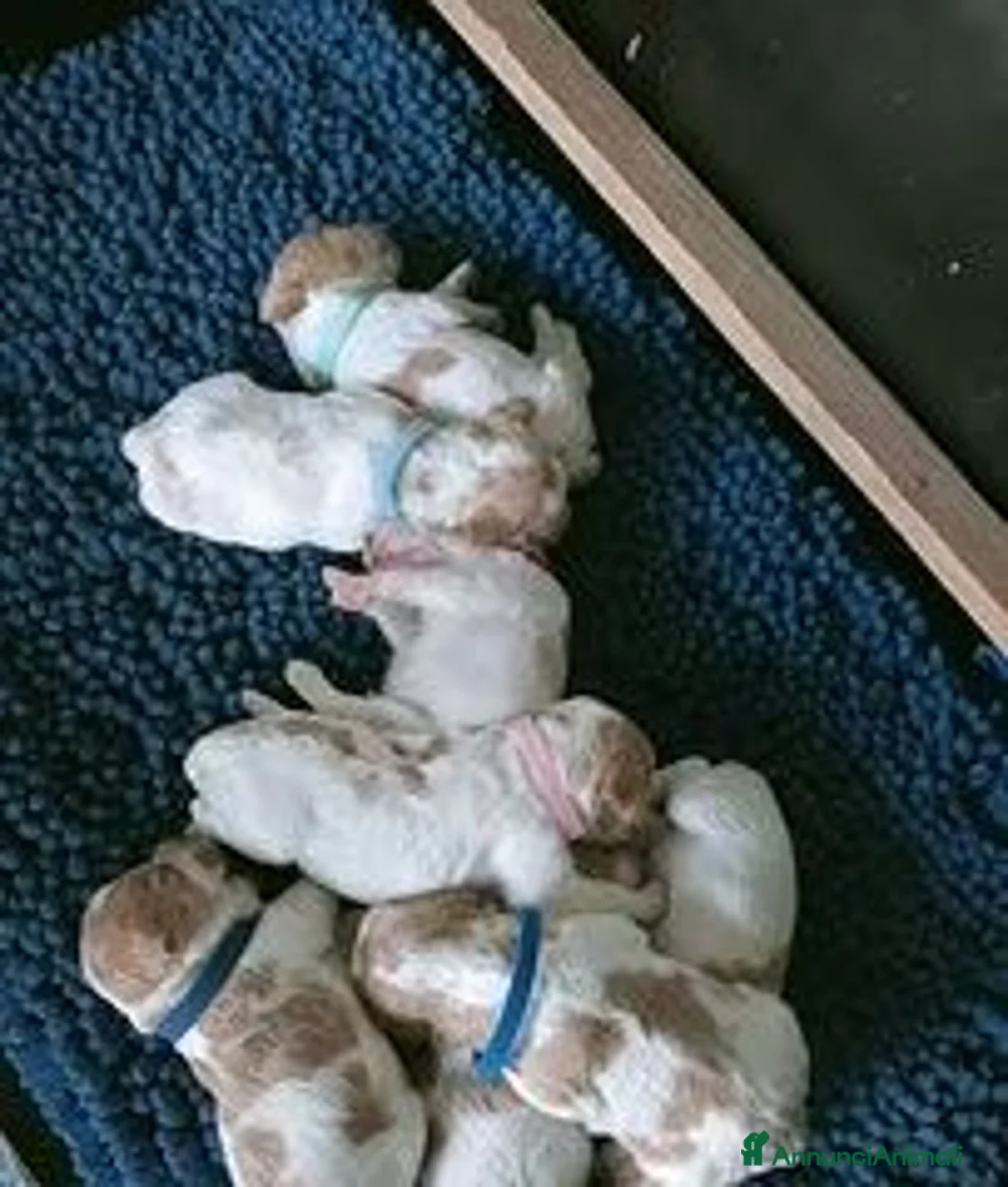 Breton cani in vendita: Ciccioli di Epagneul Breton a Provincia di Novara - Annuncio 6