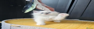 Ragdoll 2