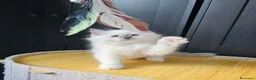 Ragdoll gatti in vendita: Cuccioli Ragdolls con pedigree  - Annuncio 5