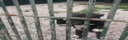 Pitbull cani in regalo: Nala Pitbull 6anni IN RECINTO H24 SOLA! MANTOVA - Annuncio 2