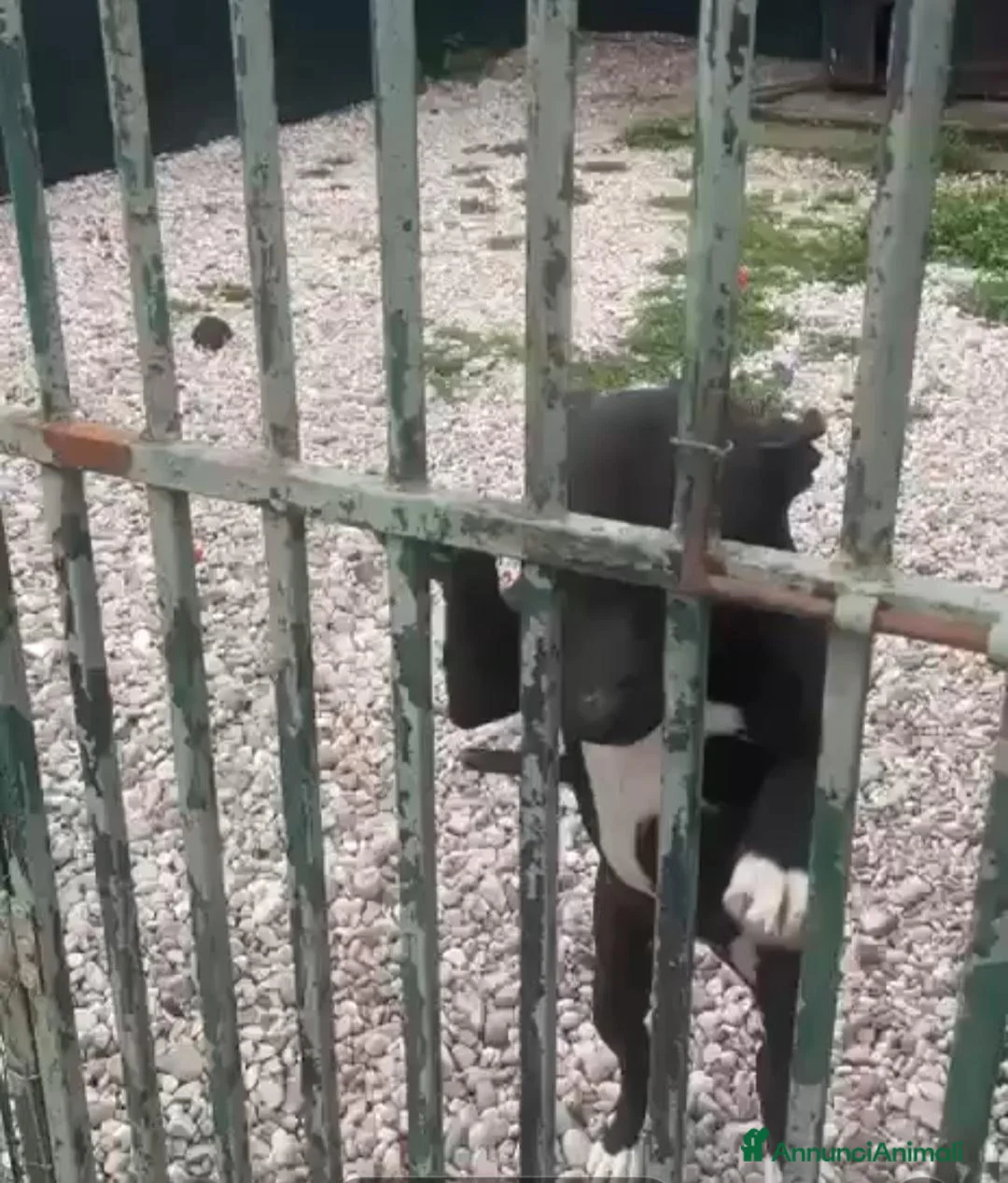 Pitbull cani in regalo: Nala Pitbull 6anni IN RECINTO H24 SOLA! MANTOVA - Annuncio 2