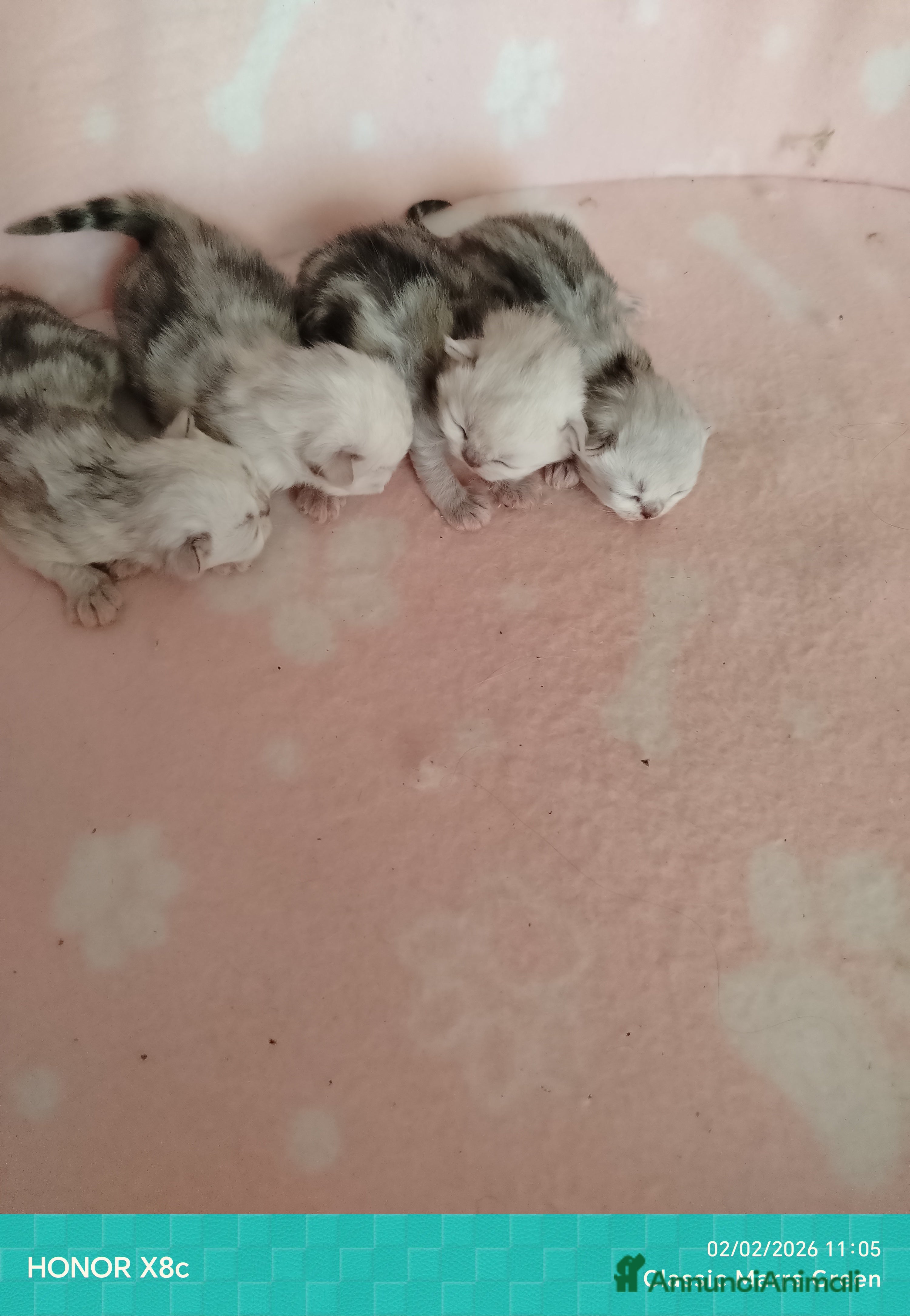 Persiano gatti Gattini persiani chinchilla occhi verdi smeraldo  - Annuncio 2