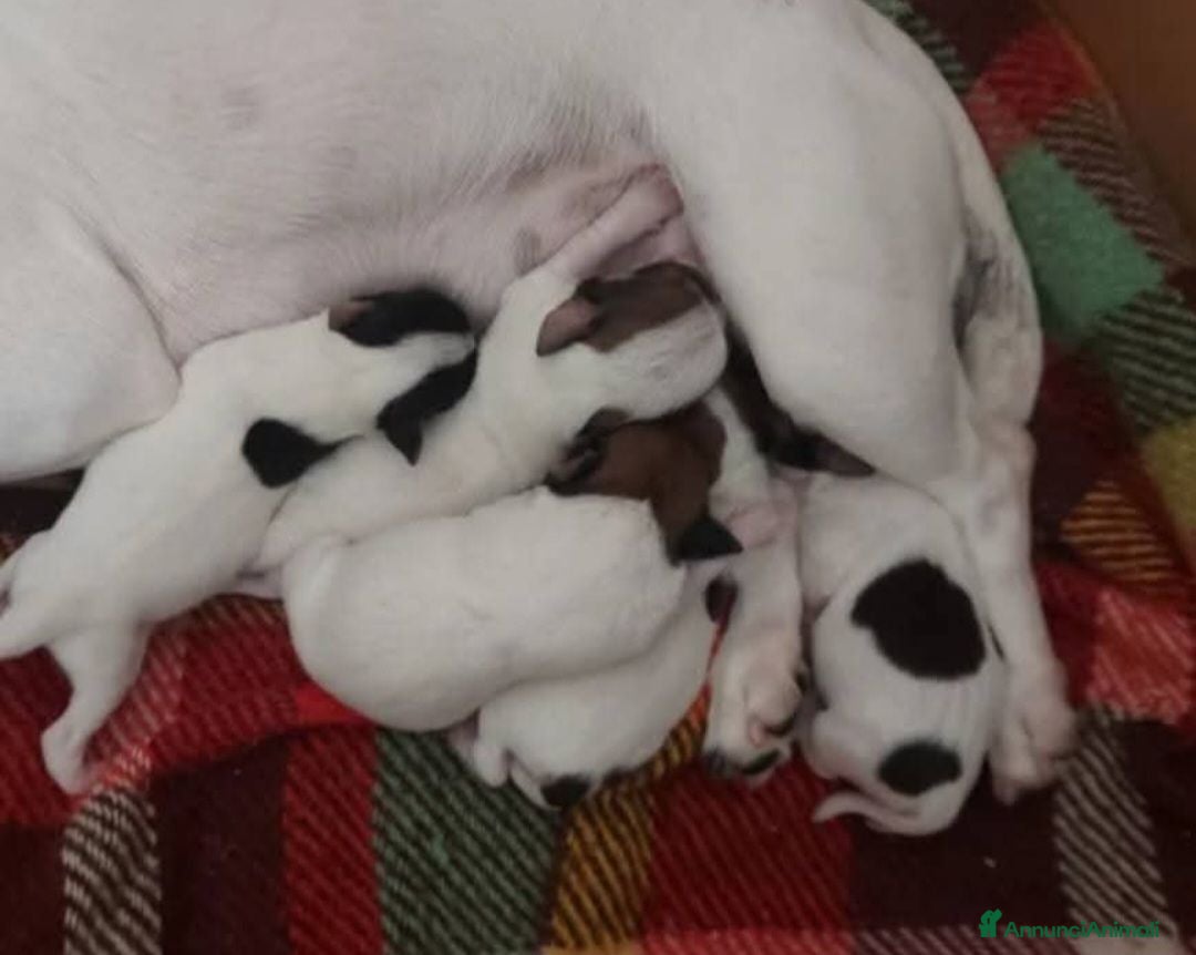Jack Russell cani Piccolissimo Gek Russel toy  nani - Annuncio 1