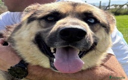 Pastore Tedesco cani in regalo: David Bowie strepitoso pastore tedesco a Provincia di Latina - Immagine 2