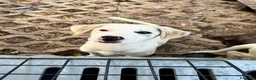 Meticcio cani in regalo: Greyon  a Provincia di Bergamo - Annuncio 1
