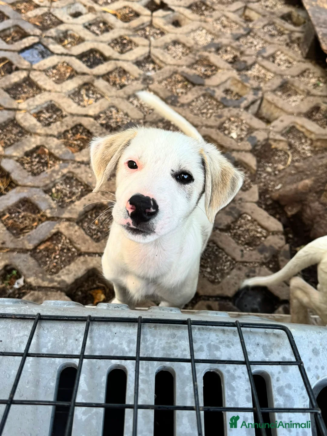 Meticcio cani in regalo: Greyon  a Provincia di Bergamo - Annuncio 1