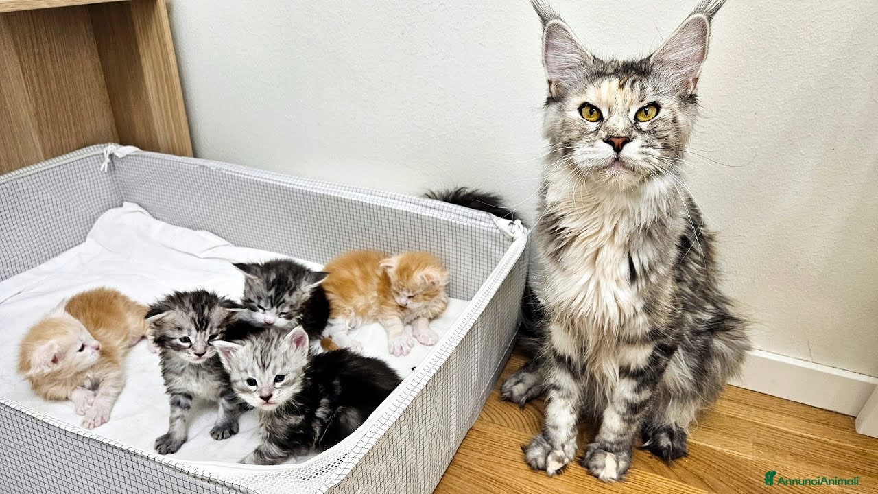 Maine Coon gatti maine coon cuccioli  - Annuncio 2