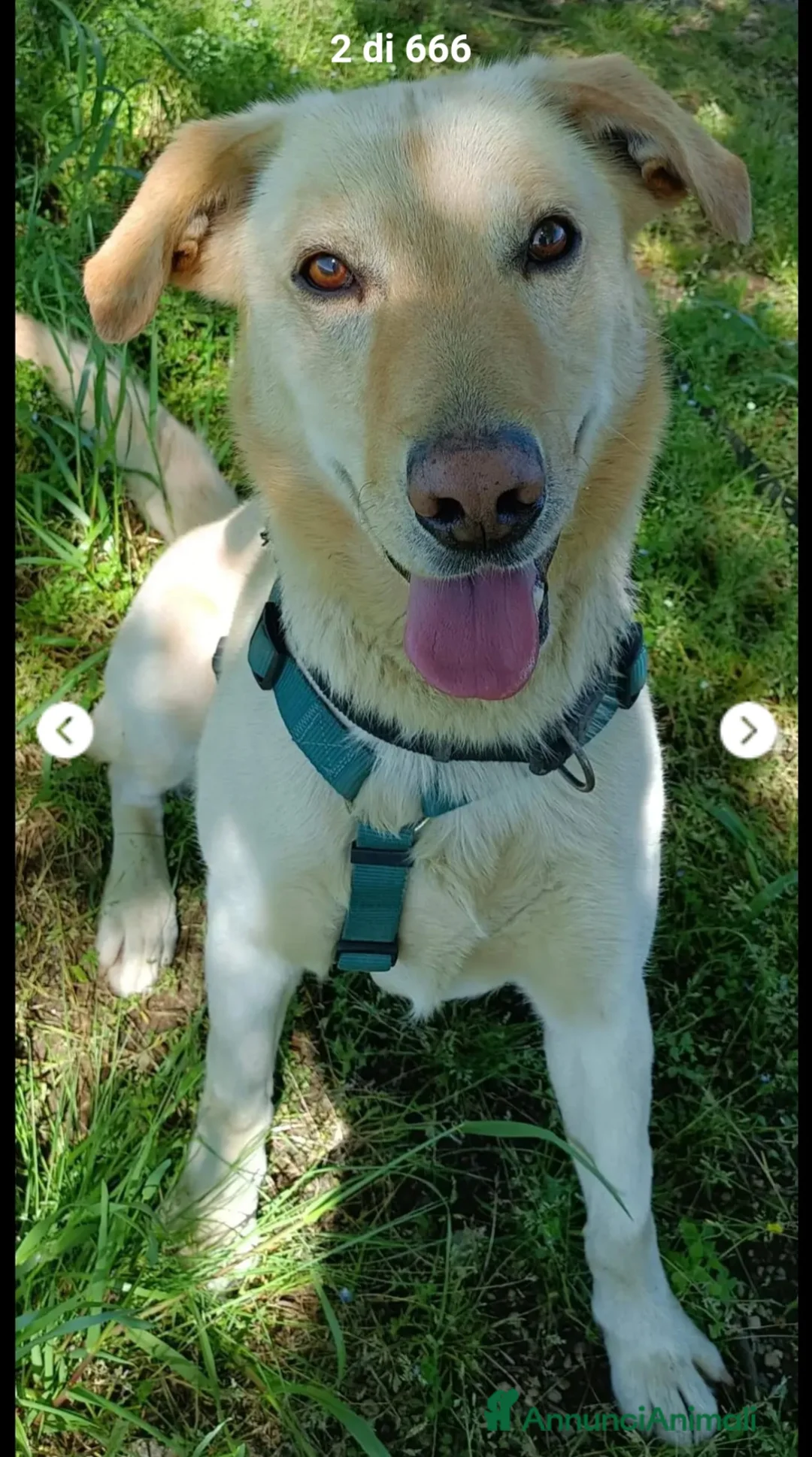 Meticcio cani in regalo: Vasco 4anni tg contenuta non trova pace! LOMBARDIA - Annuncio 3